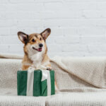 Que peut contenir une box cadeau à offrir à son animal de compagnie ?